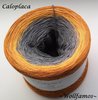 Caloplaca - 6 Farben